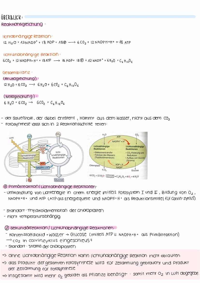 BIOLOGIELERNZETTEL- Fotosynthese & Ökologie
umwandlung von Licht in
chemisch gebund. Energie
↓
PRIMÄRPROZESSE
AUFBAU VON LAUBBLATT:
BEDEUTUN