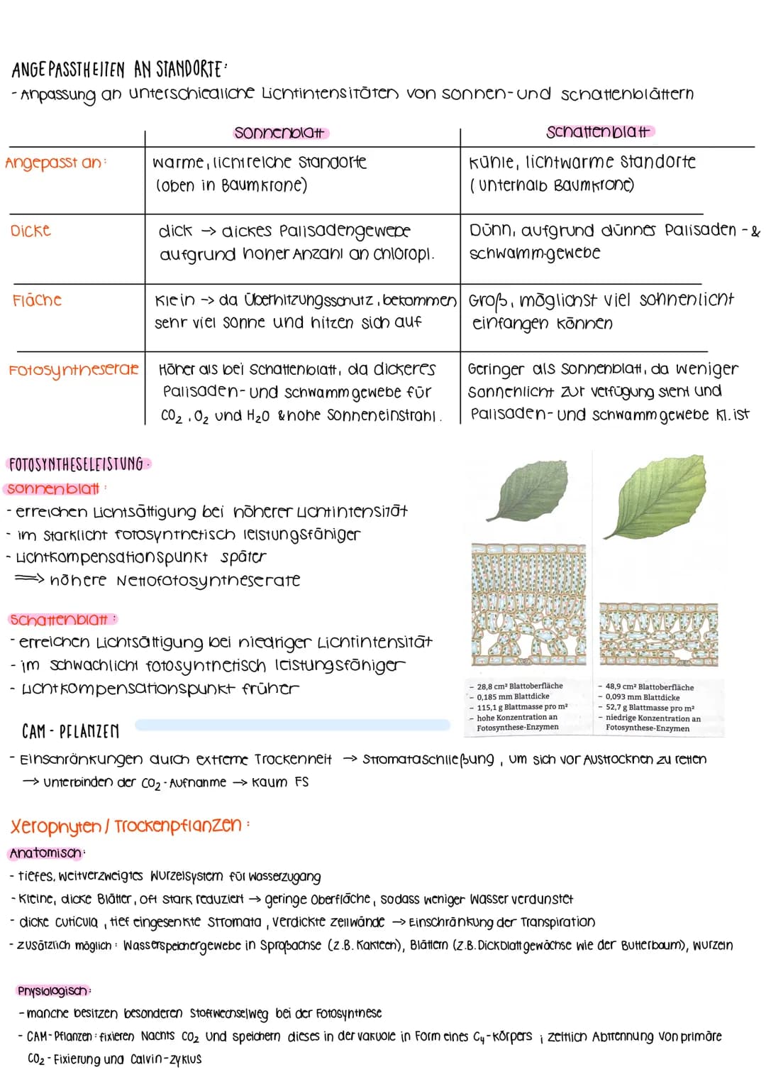 BIOLOGIELERNZETTEL- Fotosynthese & Ökologie
umwandlung von Licht in
chemisch gebund. Energie
↓
PRIMÄRPROZESSE
AUFBAU VON LAUBBLATT:
BEDEUTUN