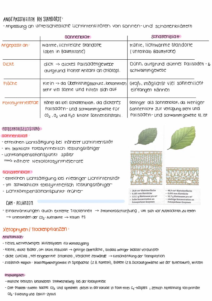 BIOLOGIELERNZETTEL- Fotosynthese & Ökologie
umwandlung von Licht in
chemisch gebund. Energie
↓
PRIMÄRPROZESSE
AUFBAU VON LAUBBLATT:
BEDEUTUN