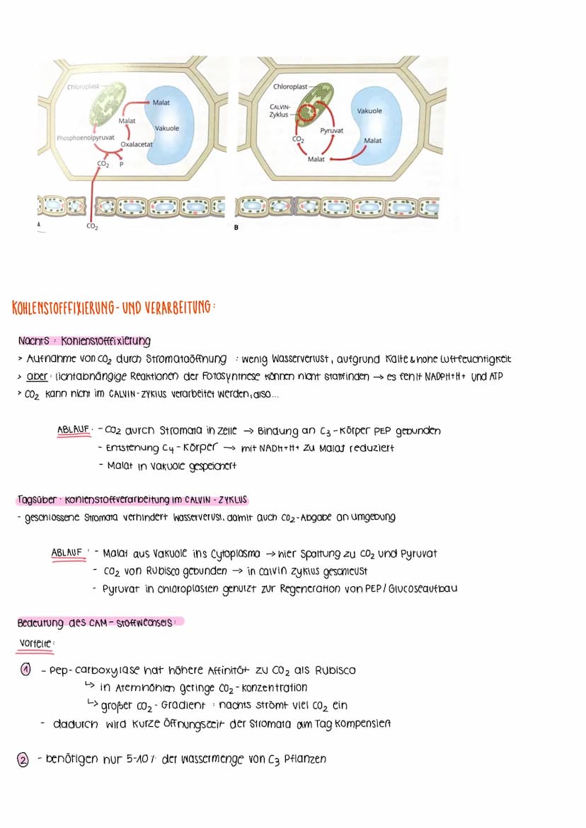 BIOLOGIELERNZETTEL- Fotosynthese & Ökologie
umwandlung von Licht in
chemisch gebund. Energie
↓
PRIMÄRPROZESSE
AUFBAU VON LAUBBLATT:
BEDEUTUN