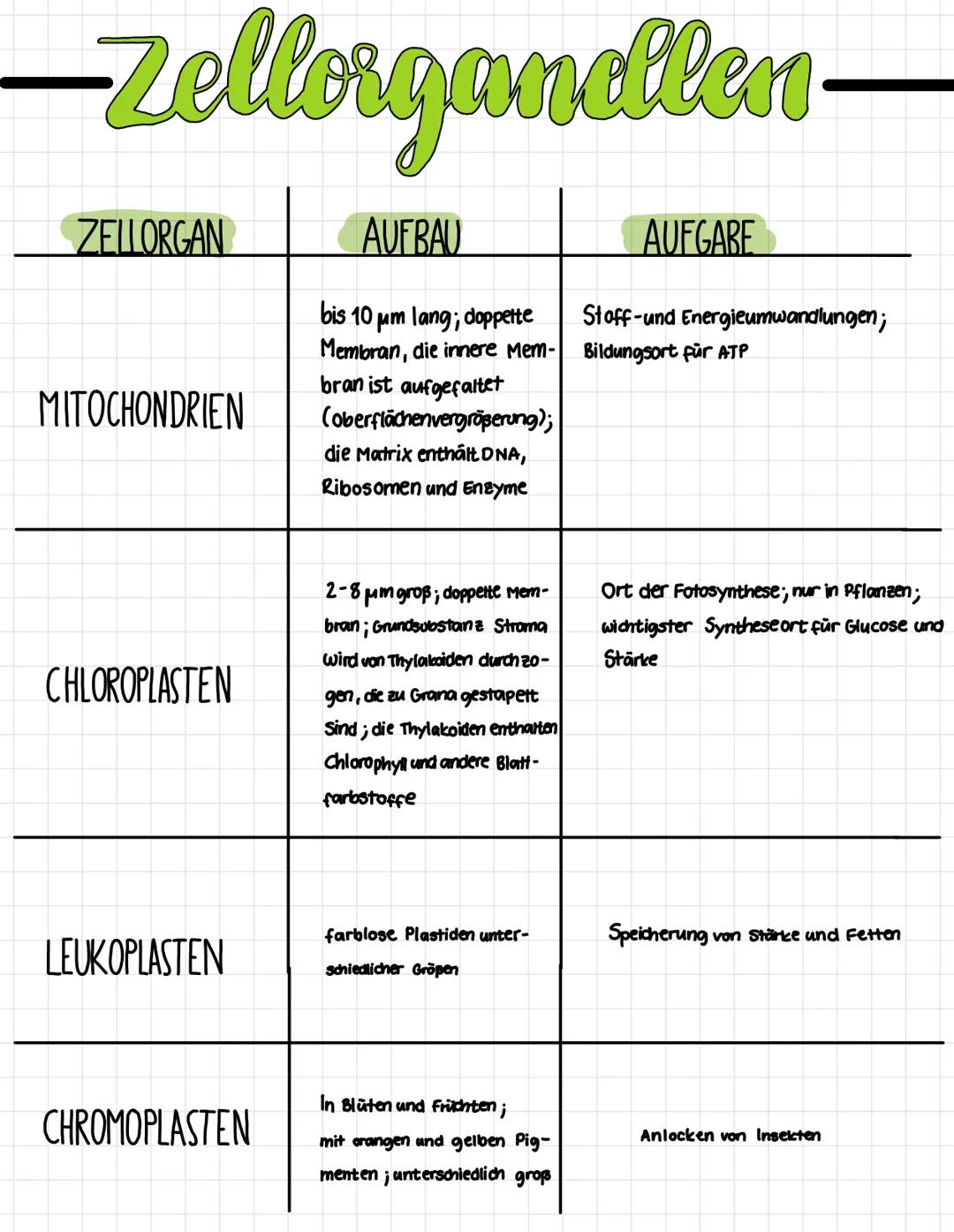 Zellorganellen pflanzlicher Zellen ( Aufbau und Funktion)