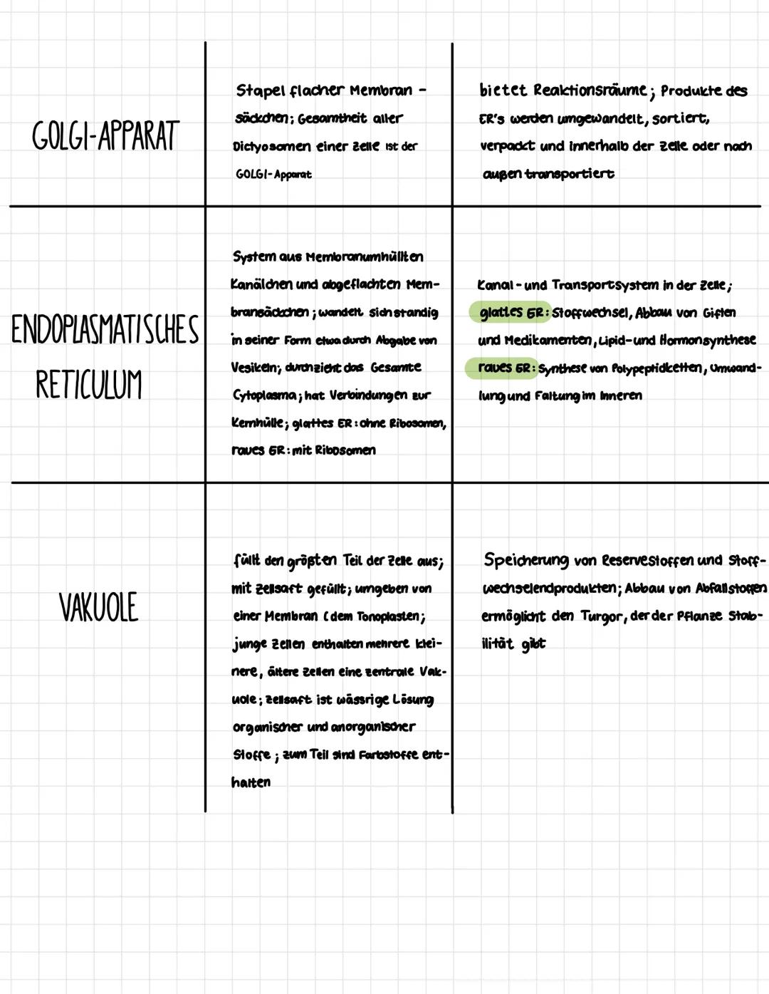 # Zellorganellen

ZELLORGAN | AUFBAU | AUFGABE
--- | --- | ---
MITOCHONDRIEN | bis 10 µm lang; doppette
Membran, die innere Mem-
bran ist au