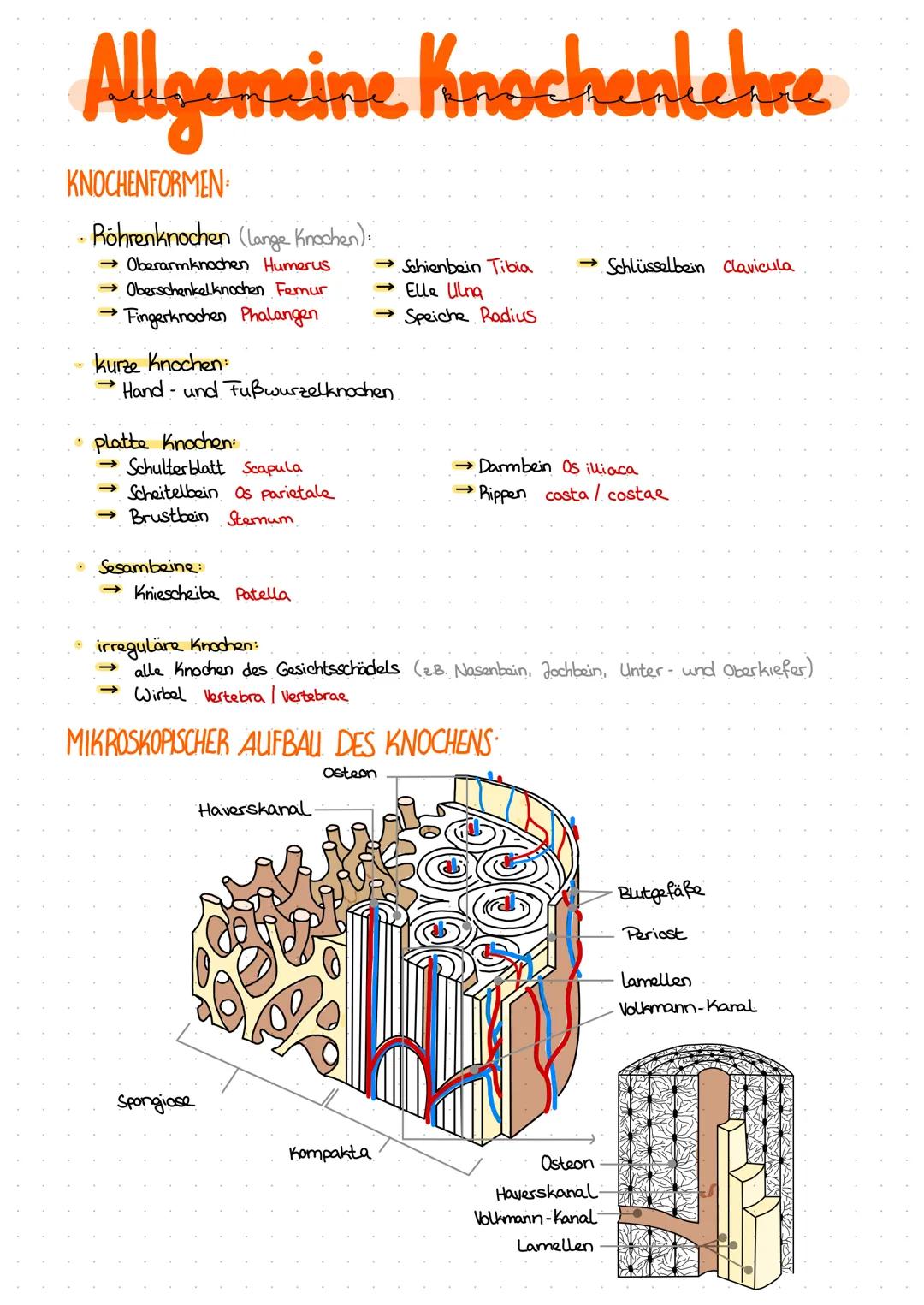 Allgemeine Knochenlehre
KNOCHENFORMEN
Röhrenknochen (lange Knochen):
→ Oberarmknochen Humerus
Oberschenkelknochen Femur
Fingerknochen Phalan