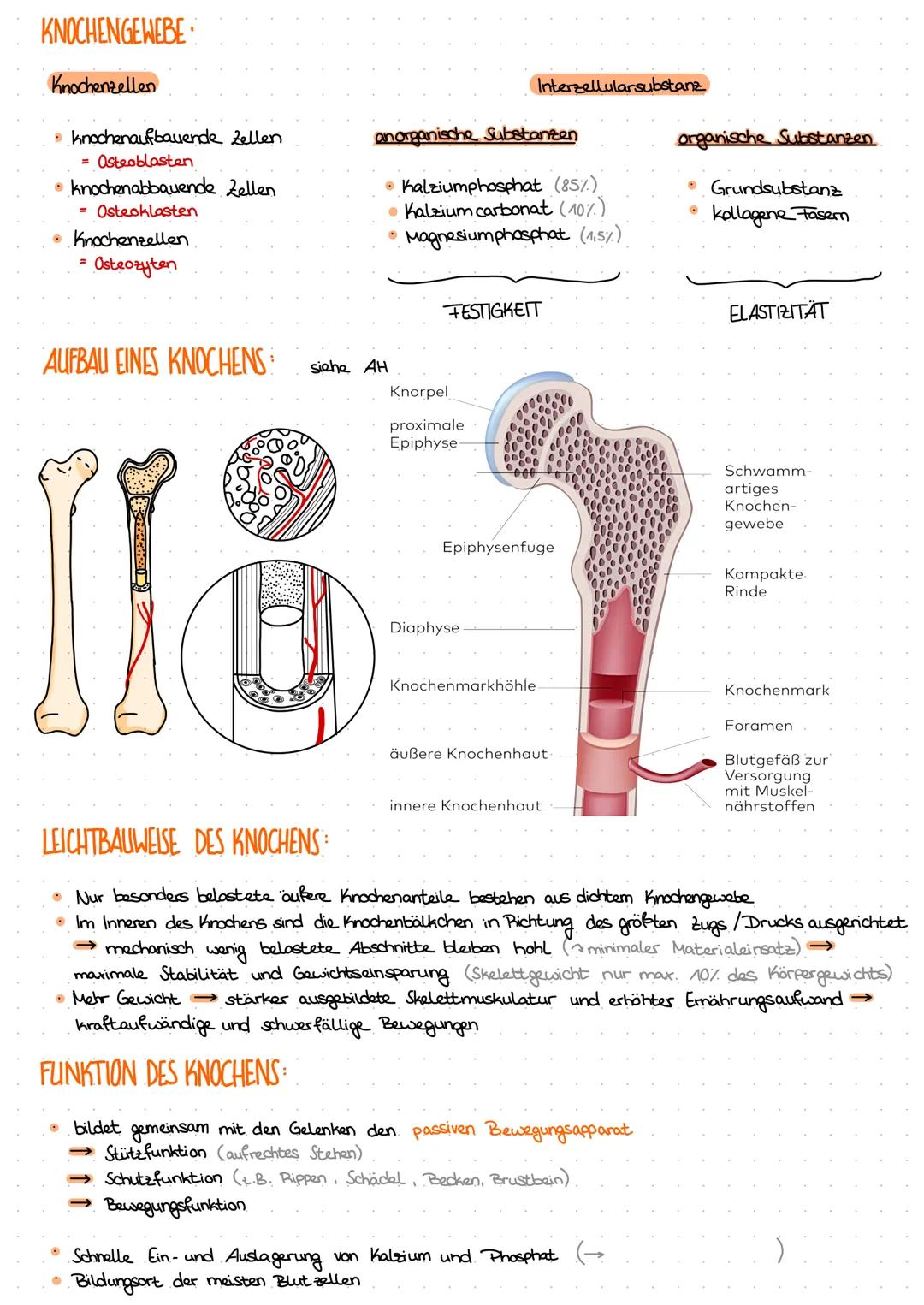 Allgemeine Knochenlehre
KNOCHENFORMEN
Röhrenknochen (lange Knochen):
→ Oberarmknochen Humerus
Oberschenkelknochen Femur
Fingerknochen Phalan