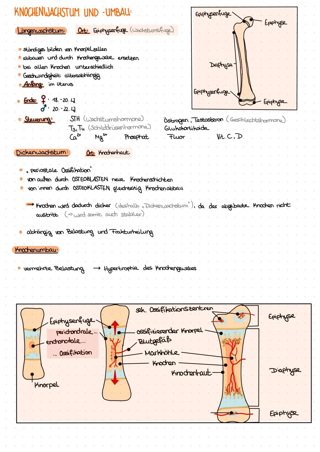 Allgemeine Knochenlehre
KNOCHENFORMEN
Röhrenknochen (lange Knochen):
→ Oberarmknochen Humerus
Oberschenkelknochen Femur
Fingerknochen Phalan