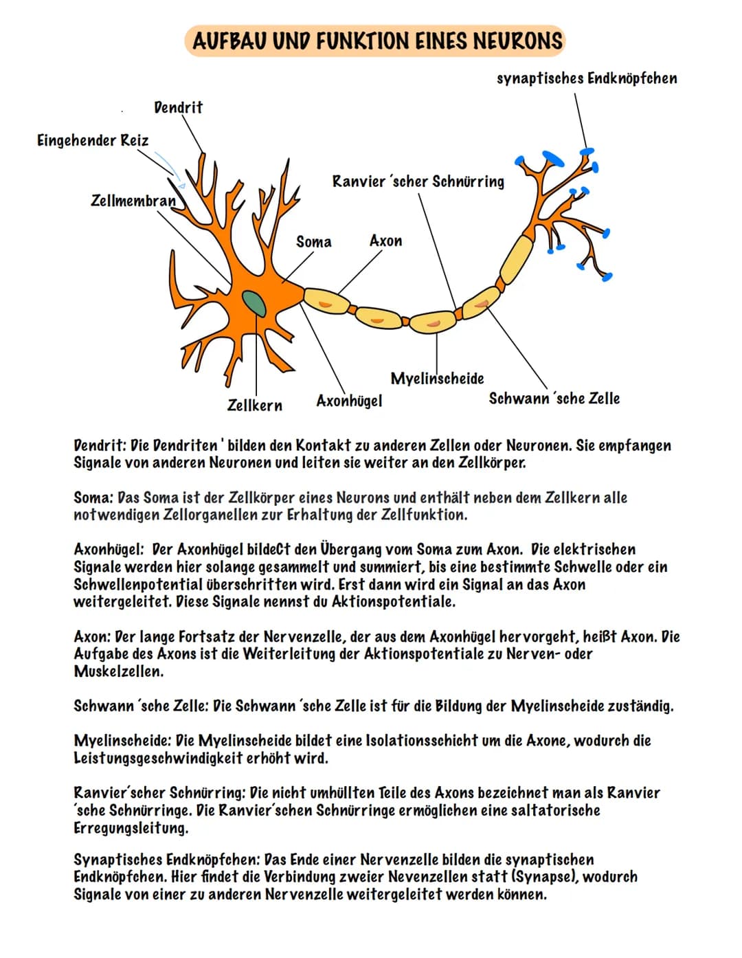 Eingehender Reiz
AUFBAU UND FUNKTION EINES NEURONS
Dendrit
Zellmembran
Zellkern
Ranvier 'scher Schnürring
Soma Axon
synaptisches Endknöpfche
