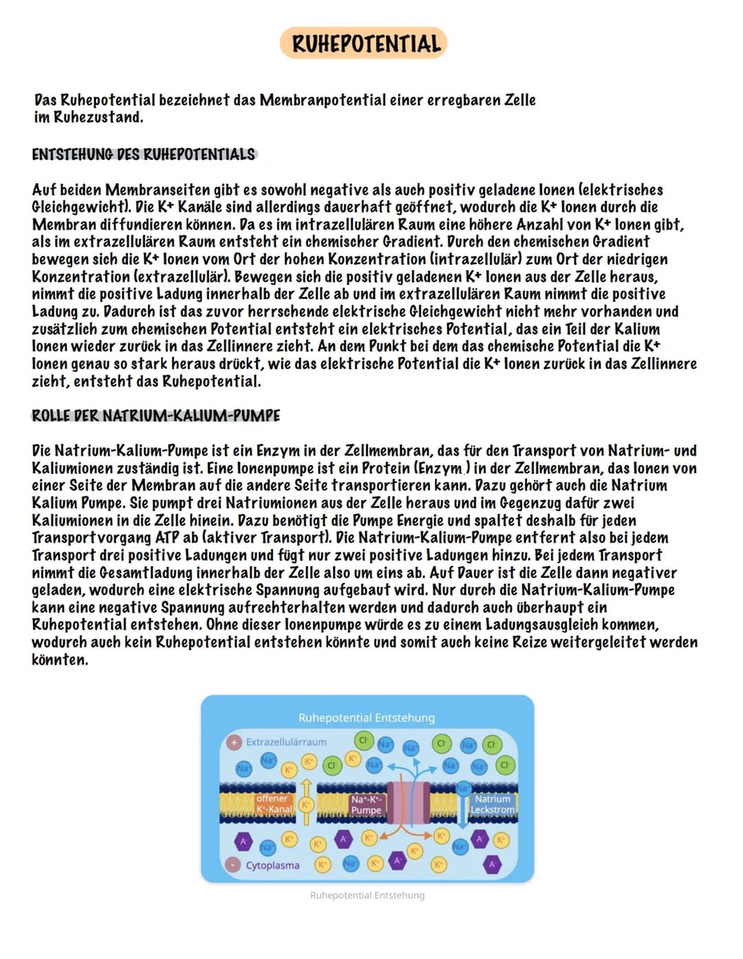 Eingehender Reiz
AUFBAU UND FUNKTION EINES NEURONS
Dendrit
Zellmembran
Zellkern
Ranvier 'scher Schnürring
Soma Axon
synaptisches Endknöpfche