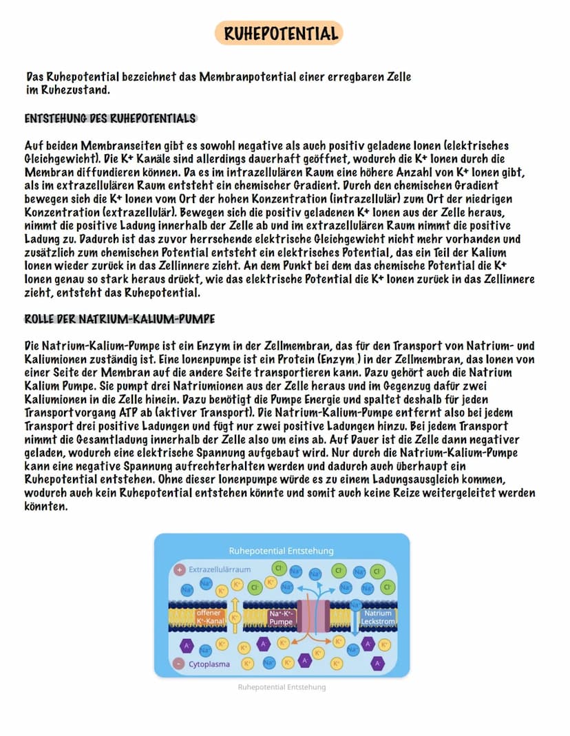 Eingehender Reiz
AUFBAU UND FUNKTION EINES NEURONS
Dendrit
Zellmembran
Zellkern
Ranvier 'scher Schnürring
Soma Axon
synaptisches Endknöpfche