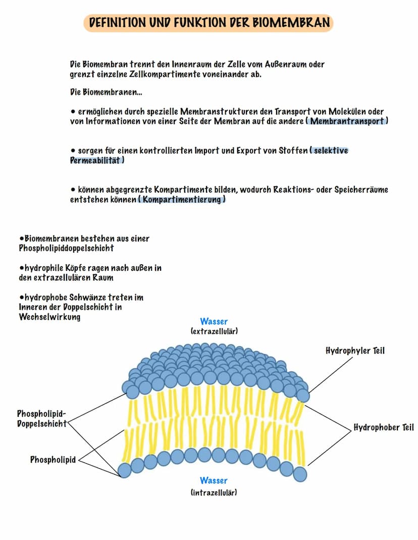 Eingehender Reiz
AUFBAU UND FUNKTION EINES NEURONS
Dendrit
Zellmembran
Zellkern
Ranvier 'scher Schnürring
Soma Axon
synaptisches Endknöpfche
