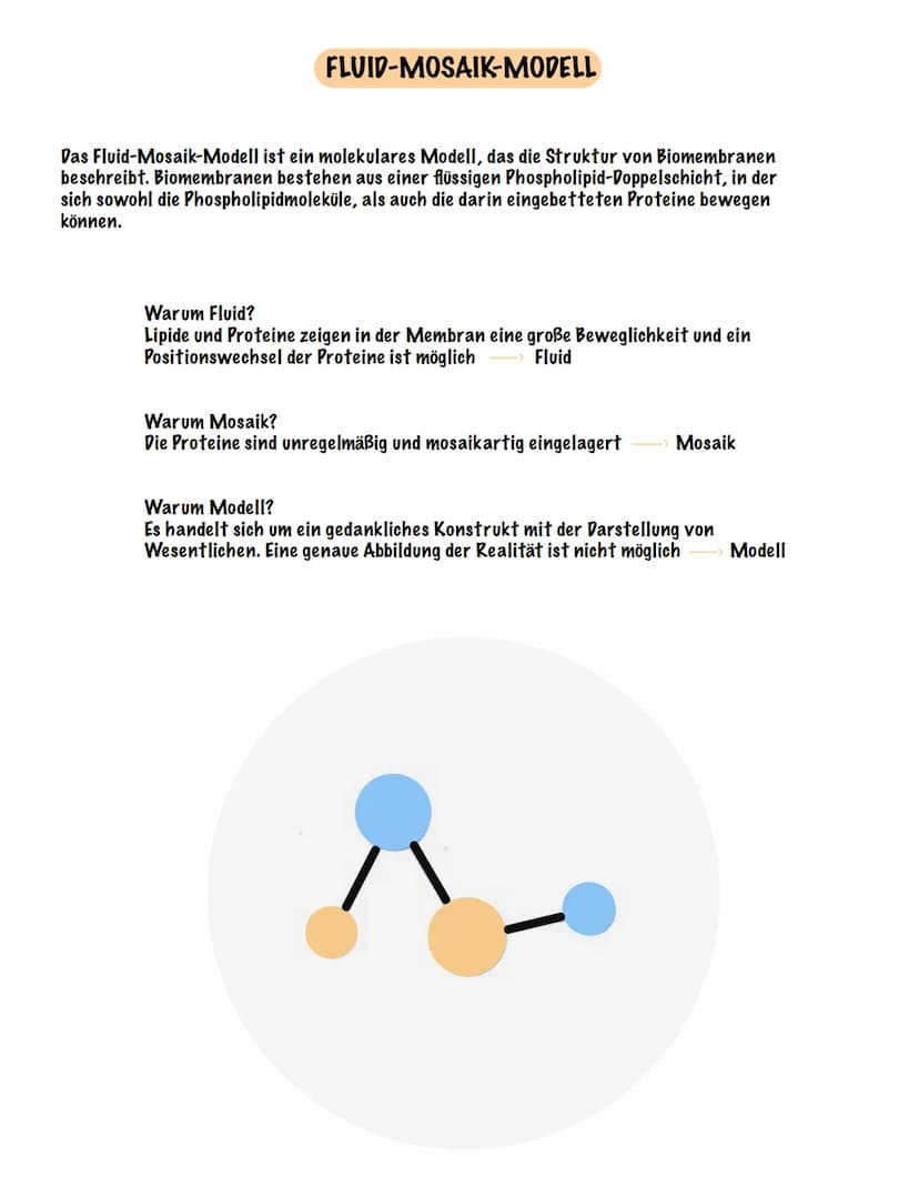 Eingehender Reiz
AUFBAU UND FUNKTION EINES NEURONS
Dendrit
Zellmembran
Zellkern
Ranvier 'scher Schnürring
Soma Axon
synaptisches Endknöpfche