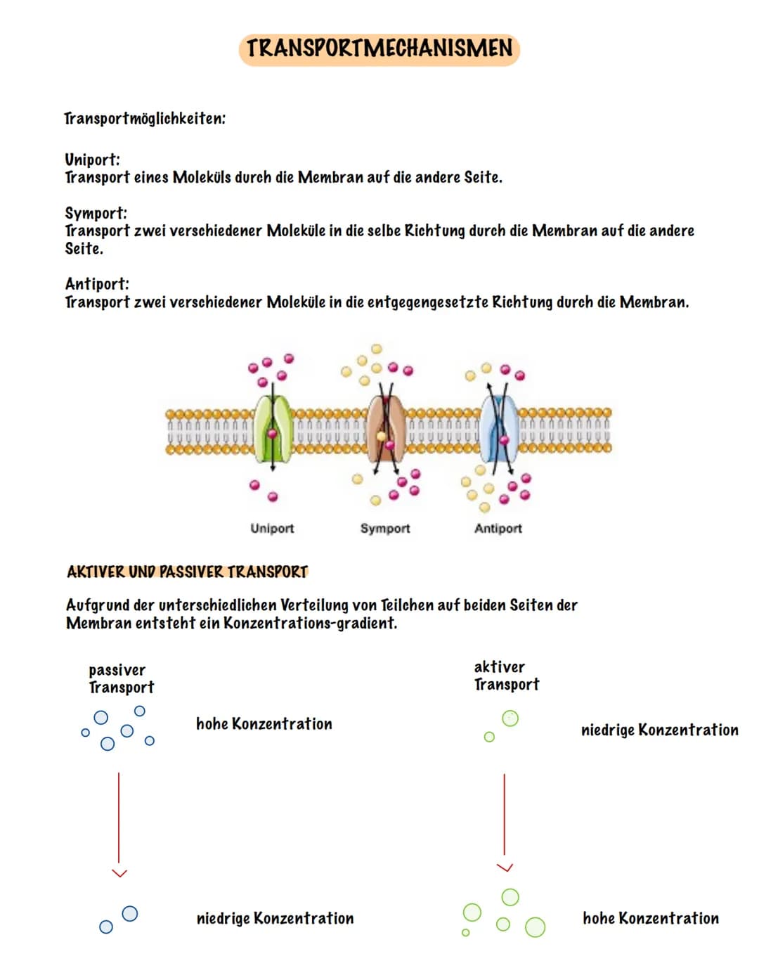 Eingehender Reiz
AUFBAU UND FUNKTION EINES NEURONS
Dendrit
Zellmembran
Zellkern
Ranvier 'scher Schnürring
Soma Axon
synaptisches Endknöpfche