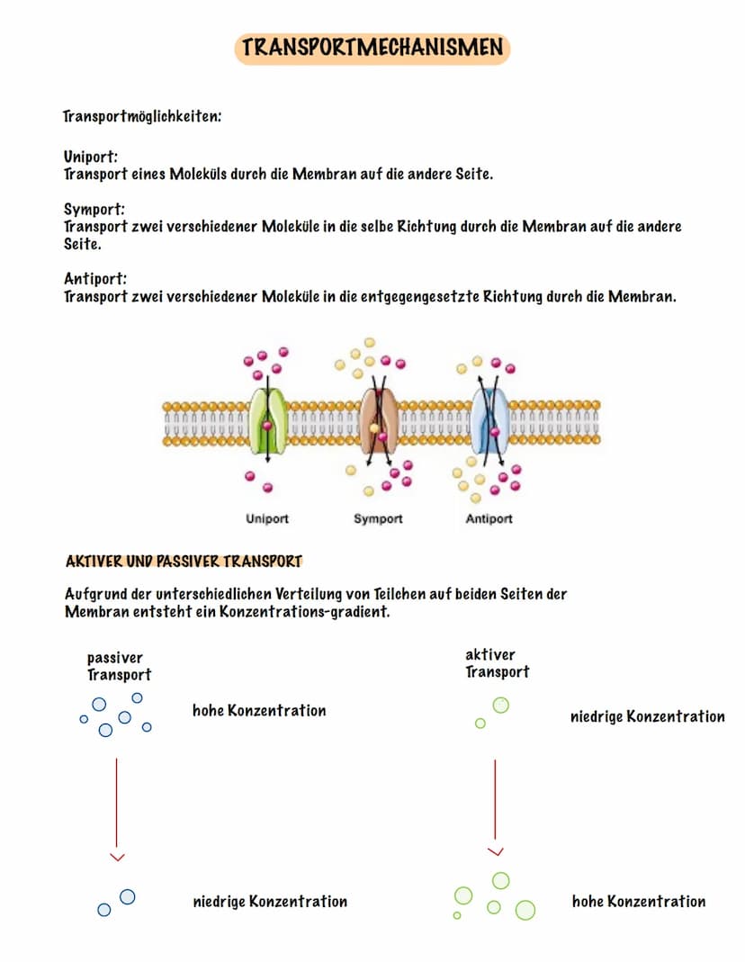 Eingehender Reiz
AUFBAU UND FUNKTION EINES NEURONS
Dendrit
Zellmembran
Zellkern
Ranvier 'scher Schnürring
Soma Axon
synaptisches Endknöpfche