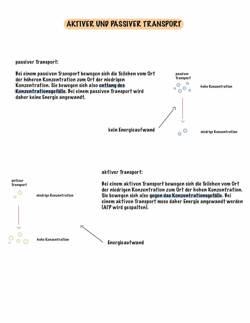 Eingehender Reiz
AUFBAU UND FUNKTION EINES NEURONS
Dendrit
Zellmembran
Zellkern
Ranvier 'scher Schnürring
Soma Axon
synaptisches Endknöpfche