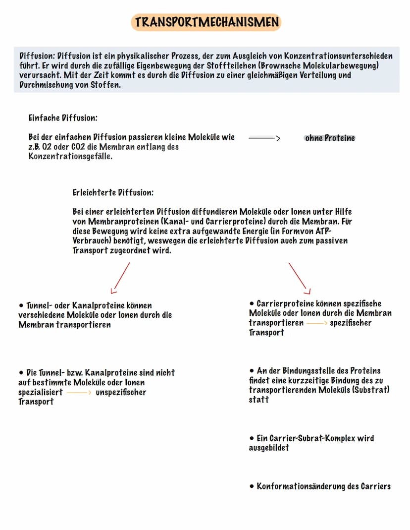 Eingehender Reiz
AUFBAU UND FUNKTION EINES NEURONS
Dendrit
Zellmembran
Zellkern
Ranvier 'scher Schnürring
Soma Axon
synaptisches Endknöpfche