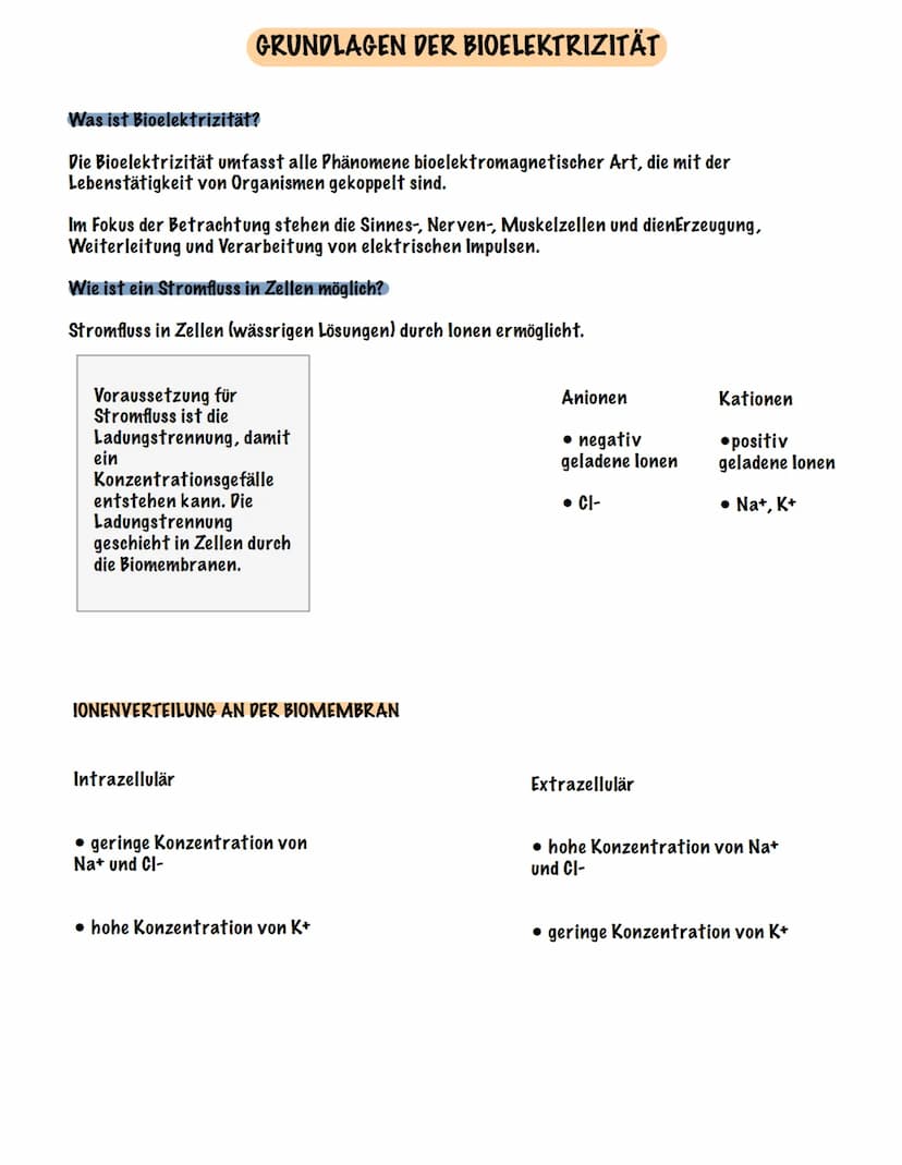 Eingehender Reiz
AUFBAU UND FUNKTION EINES NEURONS
Dendrit
Zellmembran
Zellkern
Ranvier 'scher Schnürring
Soma Axon
synaptisches Endknöpfche
