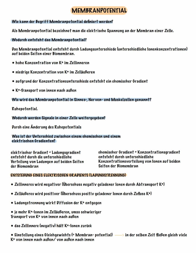 Eingehender Reiz
AUFBAU UND FUNKTION EINES NEURONS
Dendrit
Zellmembran
Zellkern
Ranvier 'scher Schnürring
Soma Axon
synaptisches Endknöpfche