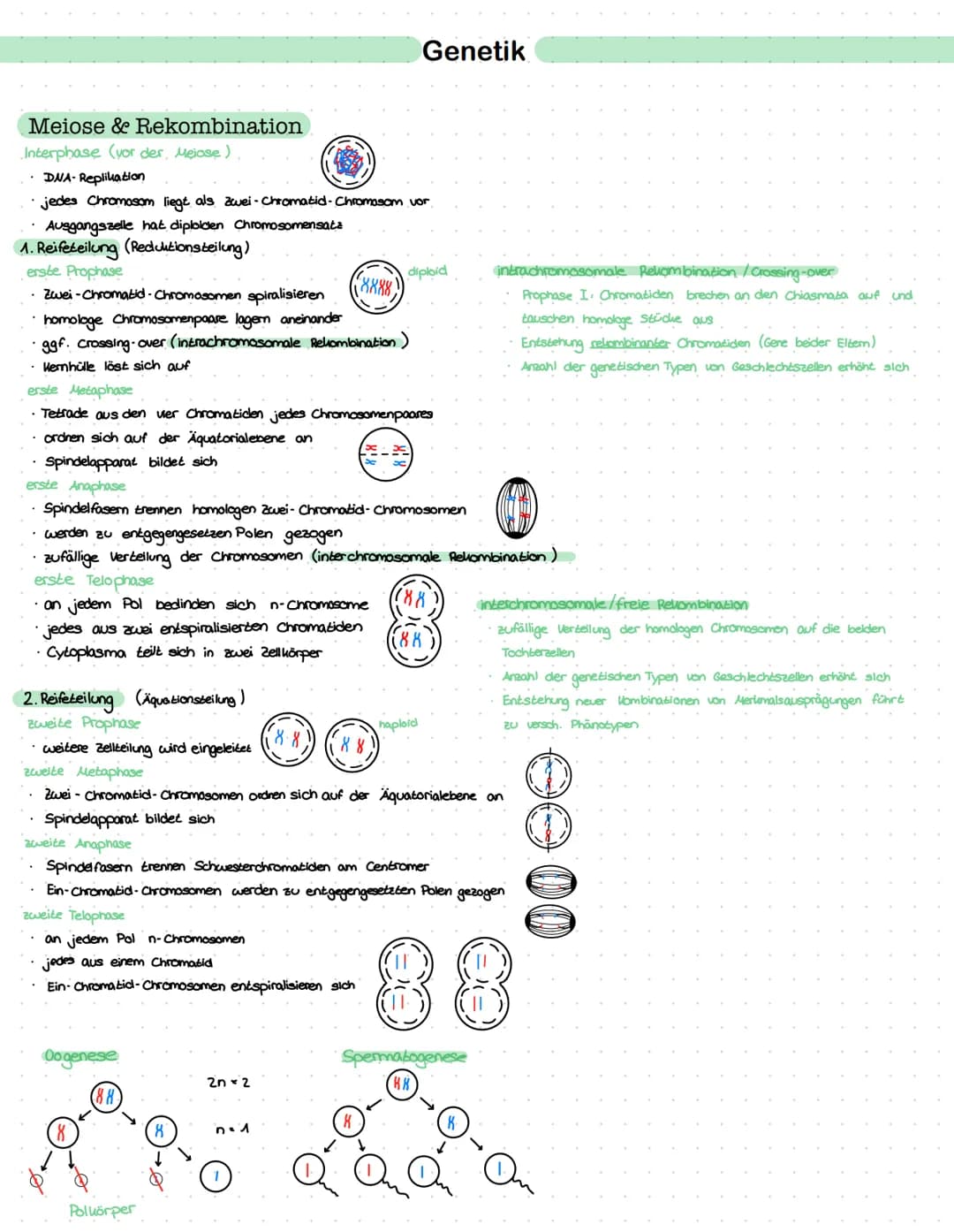 Meiose & Rekombination
Interphase (vor der, Meiose)
• DNA- Replikation
· jedes Chromosom liegt als Zwei-Chromatid-Chromosom vor
Ausgangszell