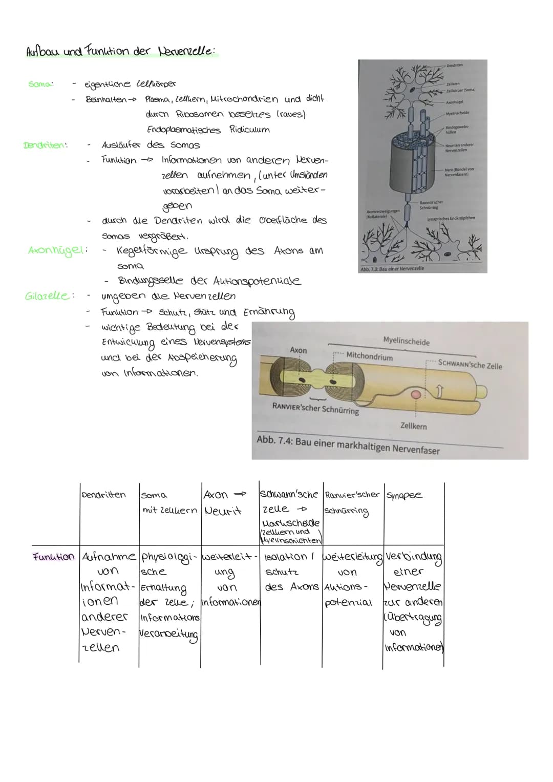 пеплоногоди Aufbau und Funktion der Nervenzelle:
Soma:
Dendriten:
eigentliche Lellkörper
Beinhalten → Plasma, Lelluern, Mitrochondrien und d
