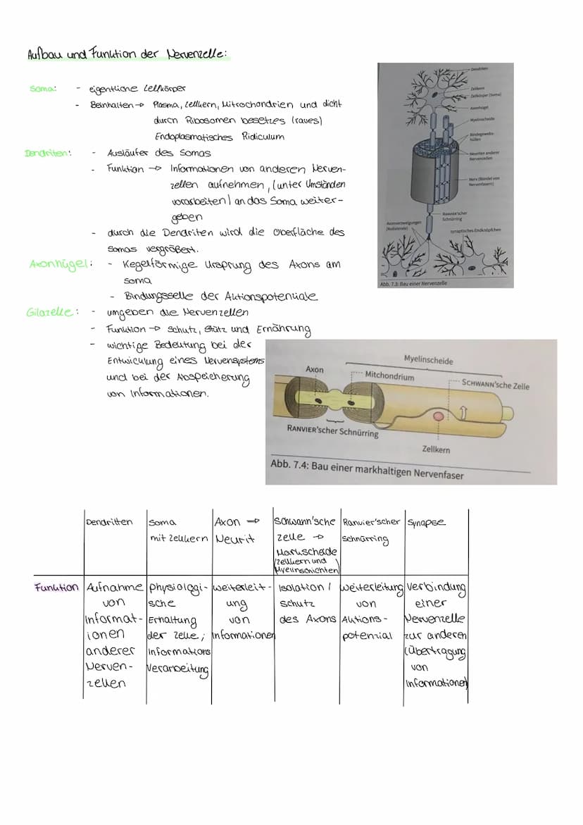 пеплоногоди Aufbau und Funktion der Nervenzelle:
Soma:
Dendriten:
eigentliche Lellkörper
Beinhalten → Plasma, Lelluern, Mitrochondrien und d