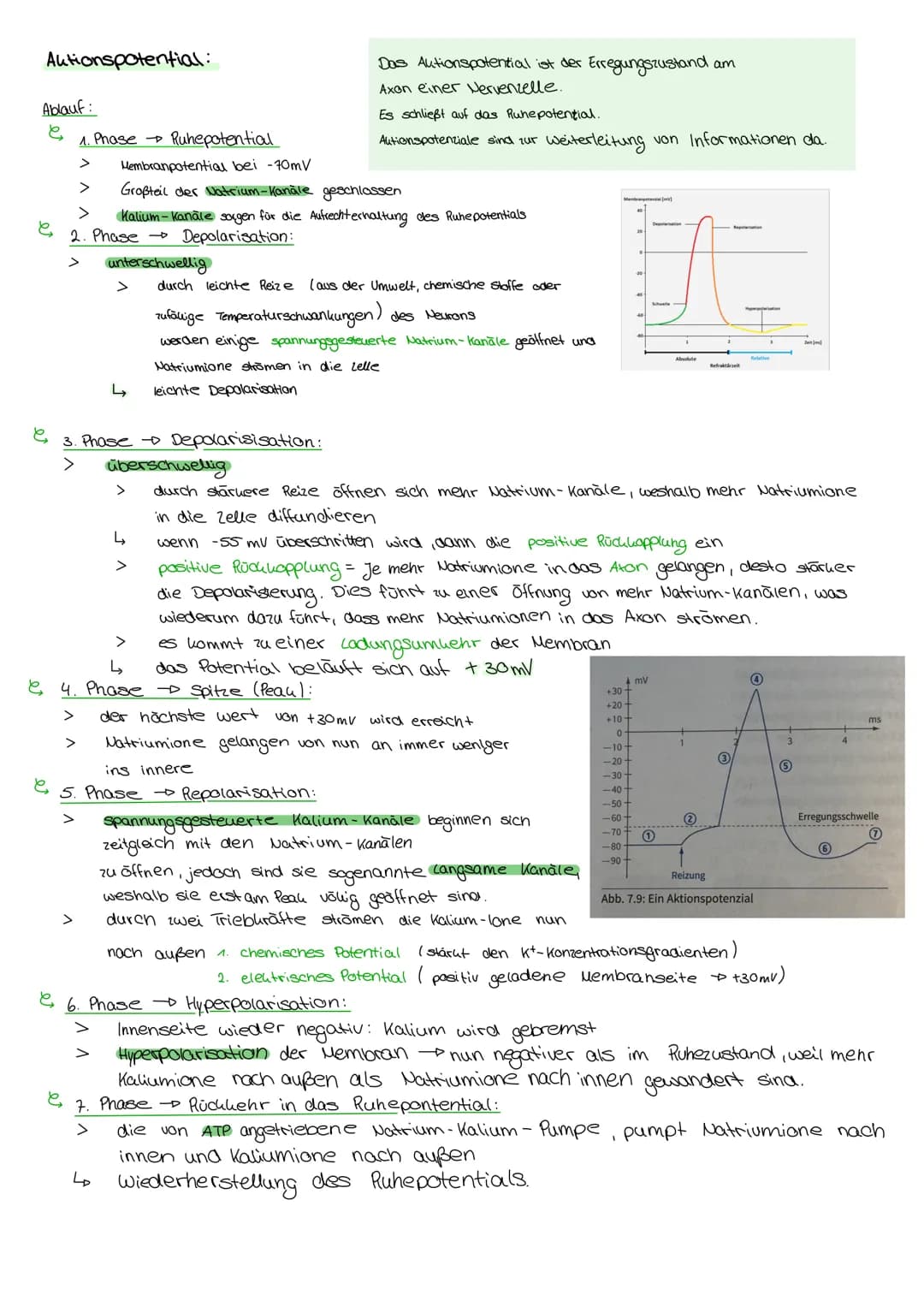 пеплоногоди Aufbau und Funktion der Nervenzelle:
Soma:
Dendriten:
eigentliche Lellkörper
Beinhalten → Plasma, Lelluern, Mitrochondrien und d