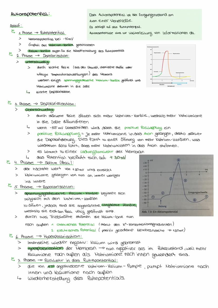 пеплоногоди Aufbau und Funktion der Nervenzelle:
Soma:
Dendriten:
eigentliche Lellkörper
Beinhalten → Plasma, Lelluern, Mitrochondrien und d