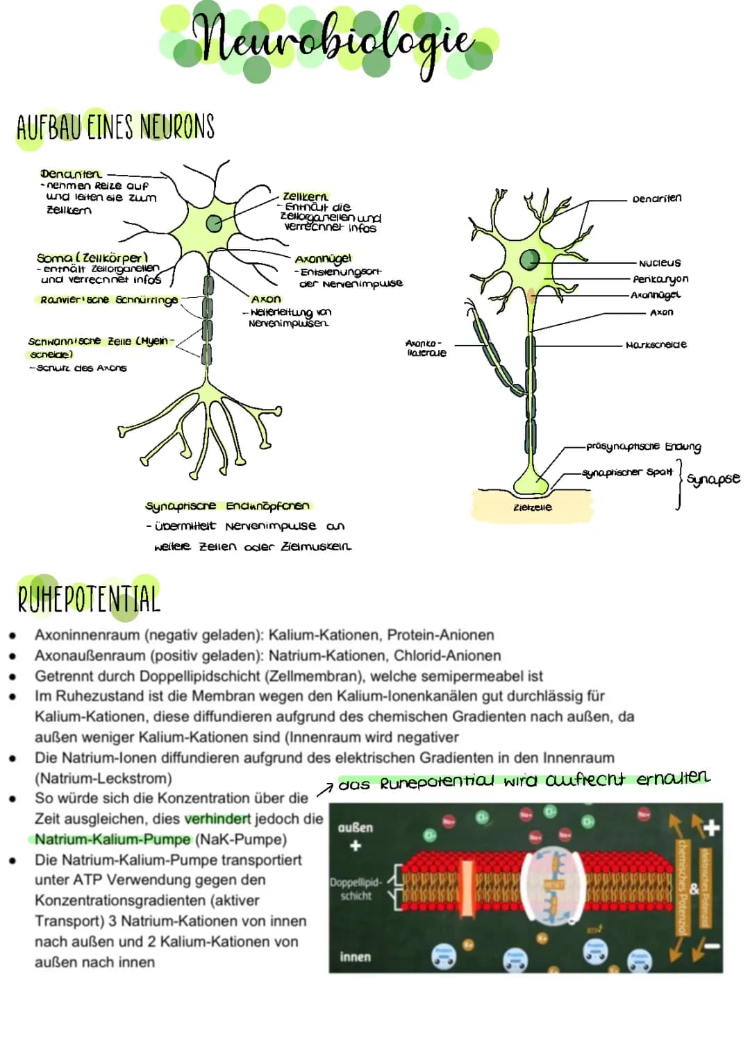 Biologie Lernzettel