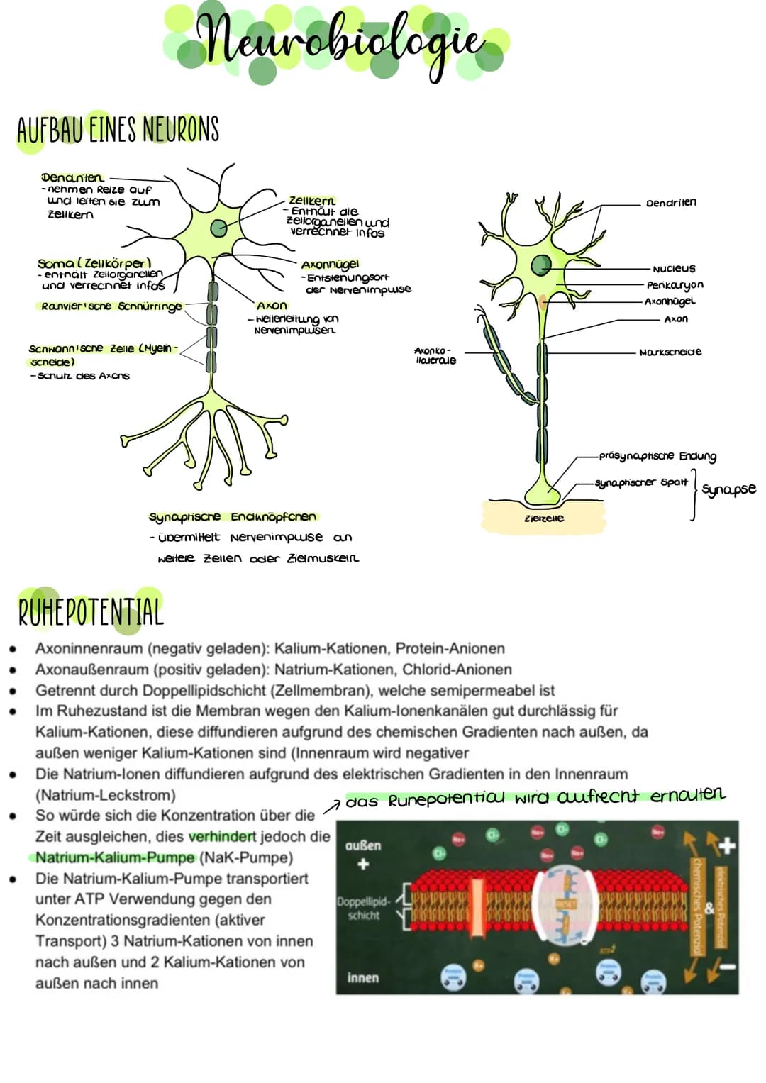 AUFBAU EINES NEURONS
●
●
Denanten
-nehmen Reize auf
und leiten sie zum
Zellkern
●
Soma (Zellkörper)
entnält Zellorganellen
und verrechnet in