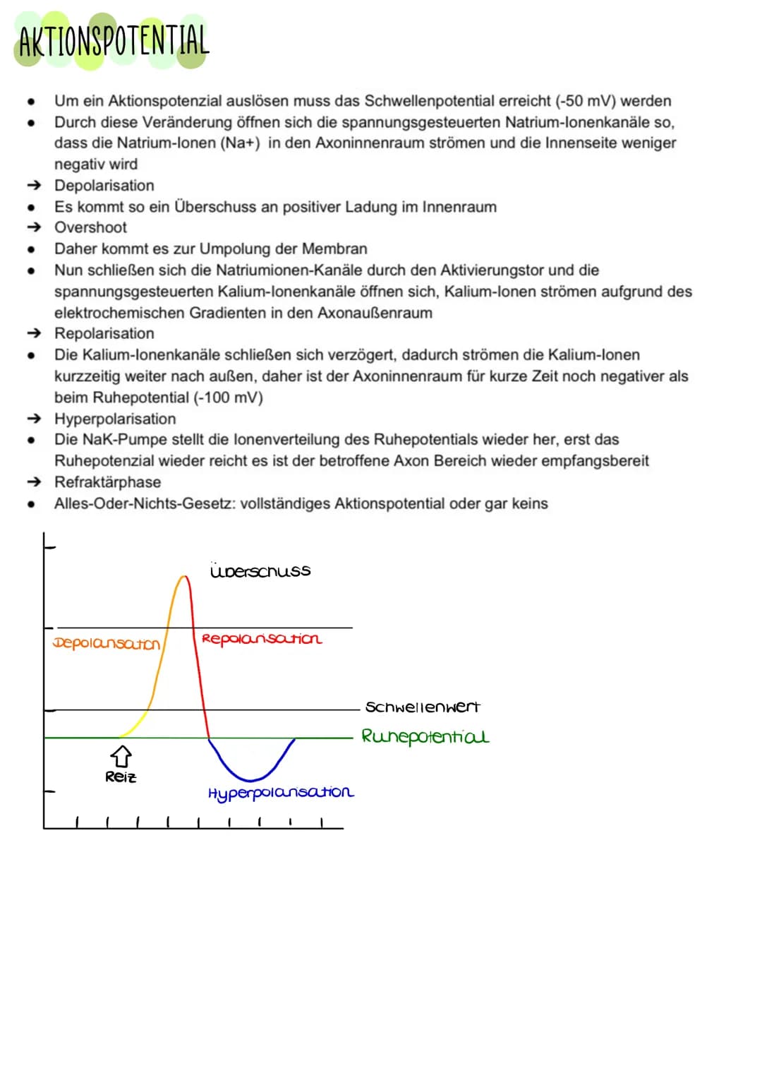AUFBAU EINES NEURONS
●
●
Denanten
-nehmen Reize auf
und leiten sie zum
Zellkern
●
Soma (Zellkörper)
entnält Zellorganellen
und verrechnet in