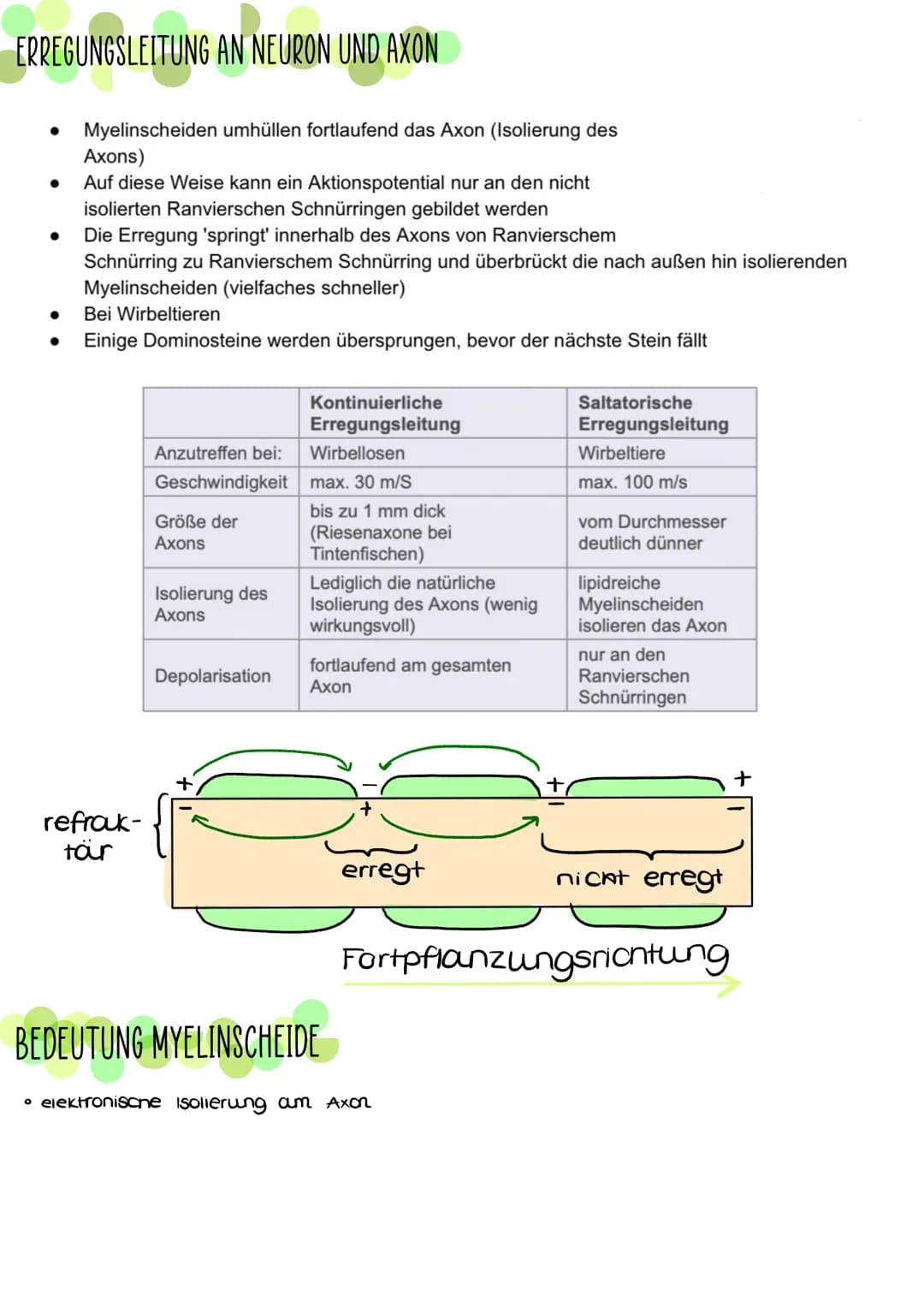 AUFBAU EINES NEURONS
●
●
Denanten
-nehmen Reize auf
und leiten sie zum
Zellkern
●
Soma (Zellkörper)
entnält Zellorganellen
und verrechnet in