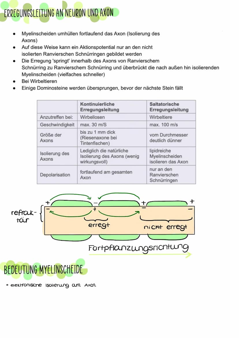 AUFBAU EINES NEURONS
●
●
Denanten
-nehmen Reize auf
und leiten sie zum
Zellkern
●
Soma (Zellkörper)
entnält Zellorganellen
und verrechnet in