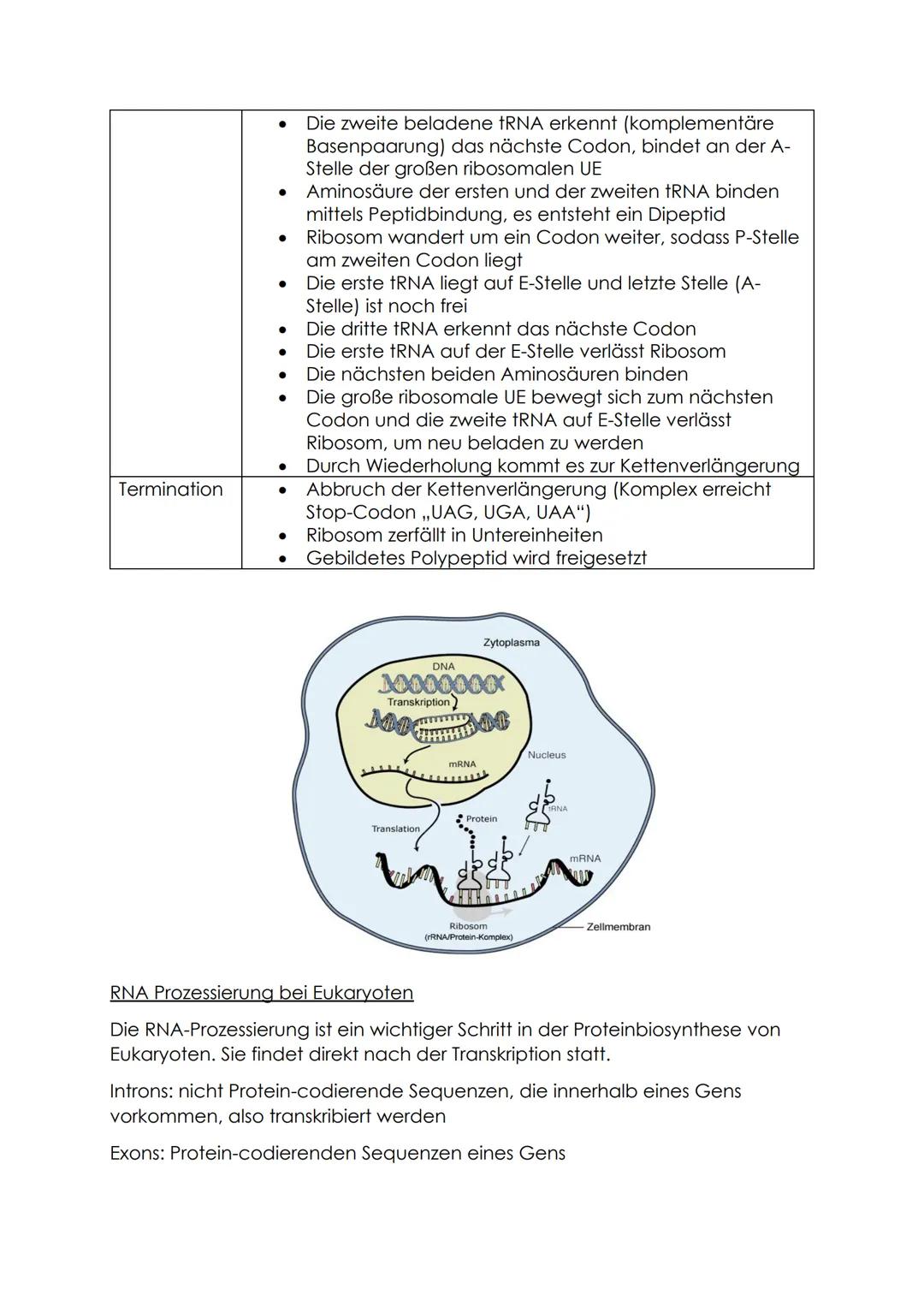 # BIOLOGIE KA NR.2 LERNZETTEL

Proteinbiosynthese (PBS)

Ablauf PBS (Transkription/Translation)

TRANSKRIPTION

Initiation

- RNA-Polymerase