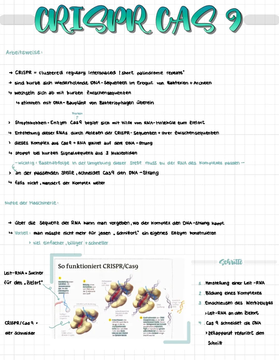 CRISPR / CAS9