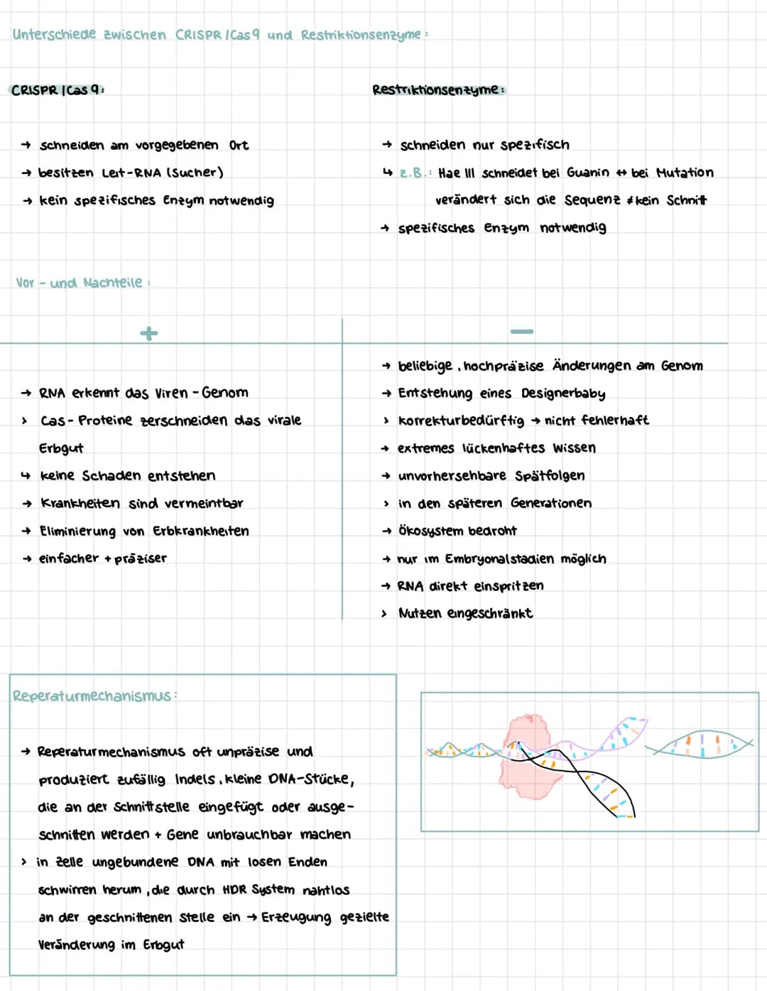 CRISPR CAS 9
Arbeitsweise:
→ CRISPR = clustered regulary interspaced I short palindrome repeats"
→ sind kurze sich wiederholende DNA-Sequenz