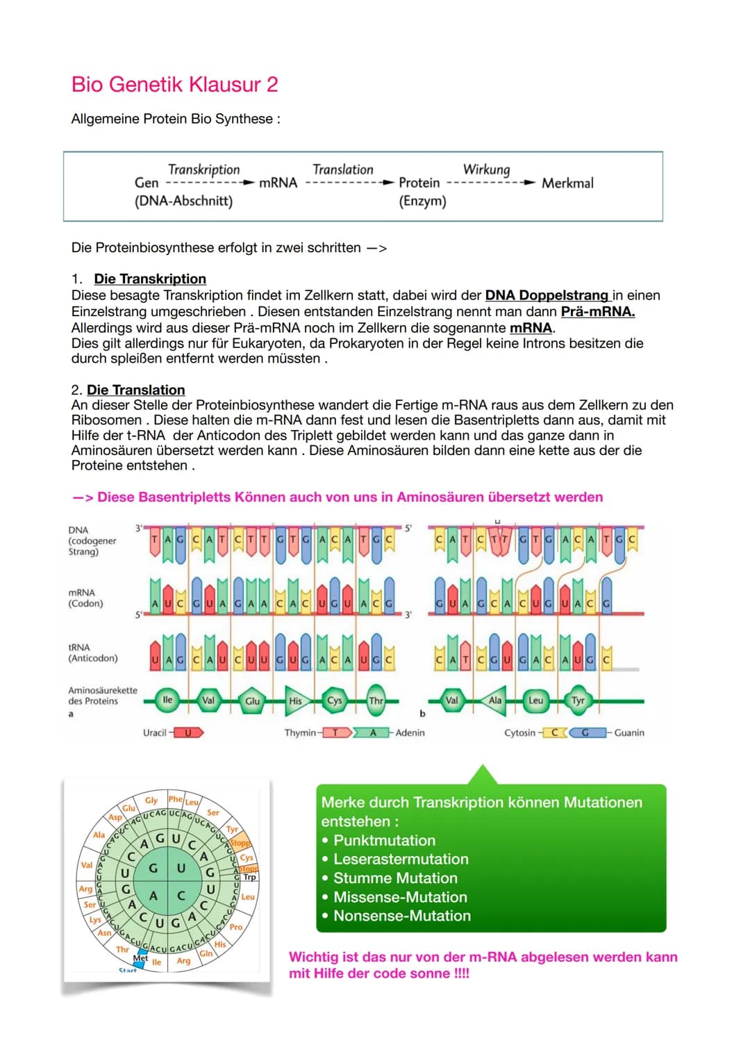 Bio Genetik Klausur 2
Allgemeine Protein Bio Synthese:
DNA
(codogener
Strang)
mRNA
(Codon)
tRNA
(Anticodon)
Die Proteinbiosynthese erfolgt i