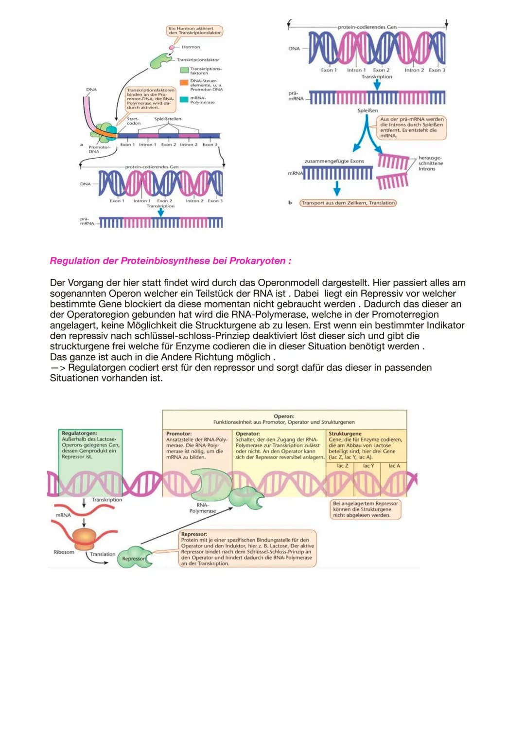 Bio Genetik Klausur 2
Allgemeine Protein Bio Synthese:
DNA
(codogener
Strang)
mRNA
(Codon)
tRNA
(Anticodon)
Die Proteinbiosynthese erfolgt i