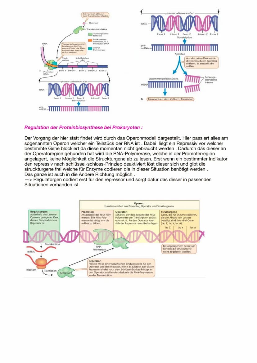 Bio Genetik Klausur 2
Allgemeine Protein Bio Synthese:
DNA
(codogener
Strang)
mRNA
(Codon)
tRNA
(Anticodon)
Die Proteinbiosynthese erfolgt i