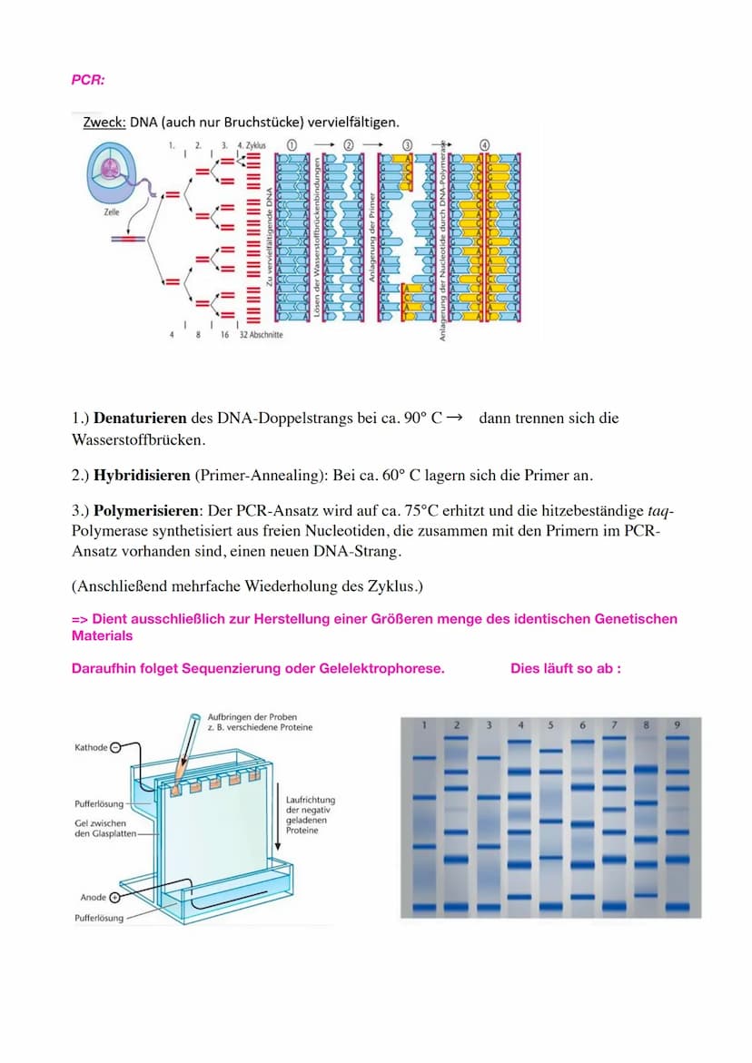 Bio Genetik Klausur 2
Allgemeine Protein Bio Synthese:
DNA
(codogener
Strang)
mRNA
(Codon)
tRNA
(Anticodon)
Die Proteinbiosynthese erfolgt i