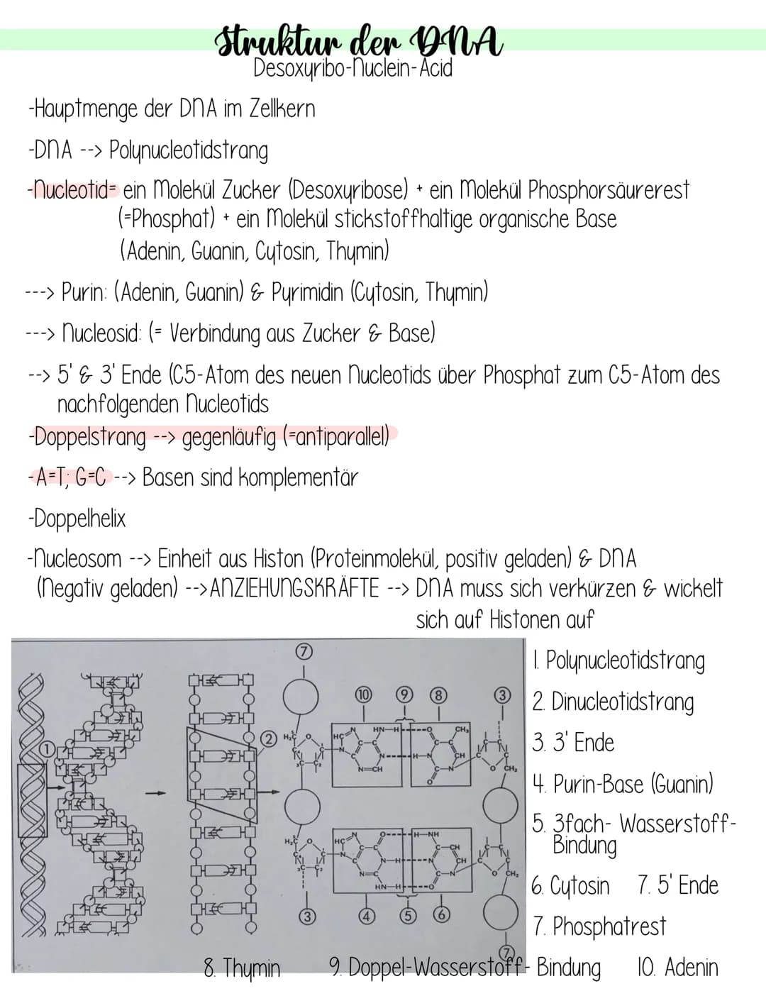  Genetik
Krebs
Fachbegriffsdefinition:
Krebs- vom gl. Arzt Hyppokrates ca. 400 v. Chr. entdecktes autonomes,
ungesteuertes Invasives Wachstu