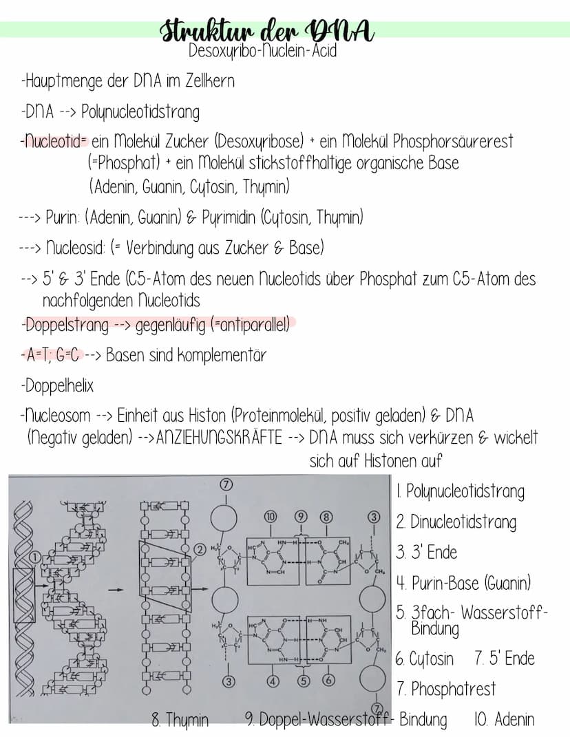  Genetik
Krebs
Fachbegriffsdefinition:
Krebs- vom gl. Arzt Hyppokrates ca. 400 v. Chr. entdecktes autonomes,
ungesteuertes Invasives Wachstu