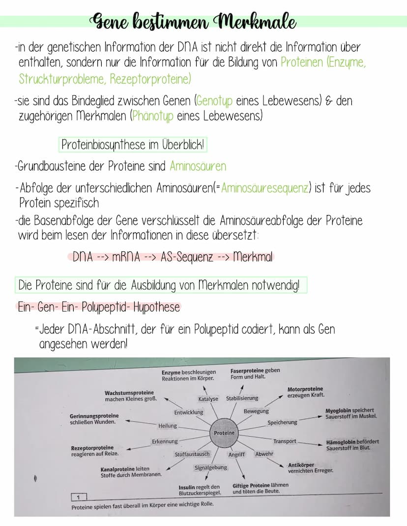  Genetik
Krebs
Fachbegriffsdefinition:
Krebs- vom gl. Arzt Hyppokrates ca. 400 v. Chr. entdecktes autonomes,
ungesteuertes Invasives Wachstu