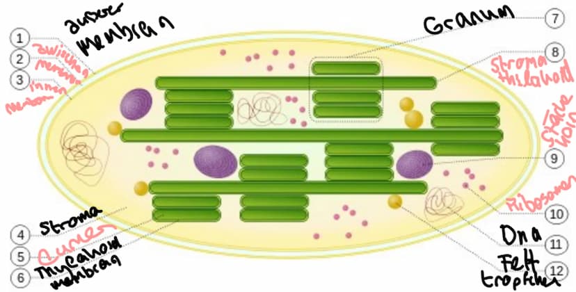 Fotosysteme
Fotosystem- Ansammlung von Proteinen und Pigmentmolekülem in der Thylakoid-Membran
-jedes fotosystem besteht aus einem Reaktions