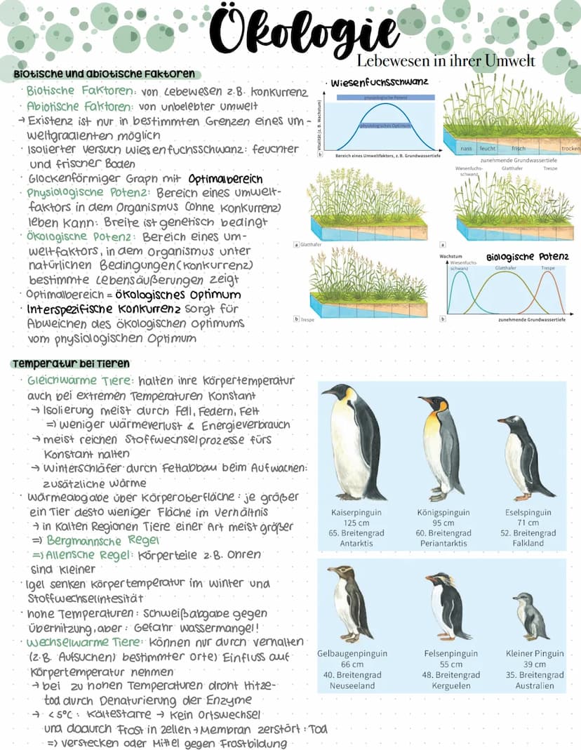 Evolution
Eine allmählich Stattfingene veränderung von Generation zu
Generation. Hierbei verandern sich die vererbbaren Merkmale von Lebewes
