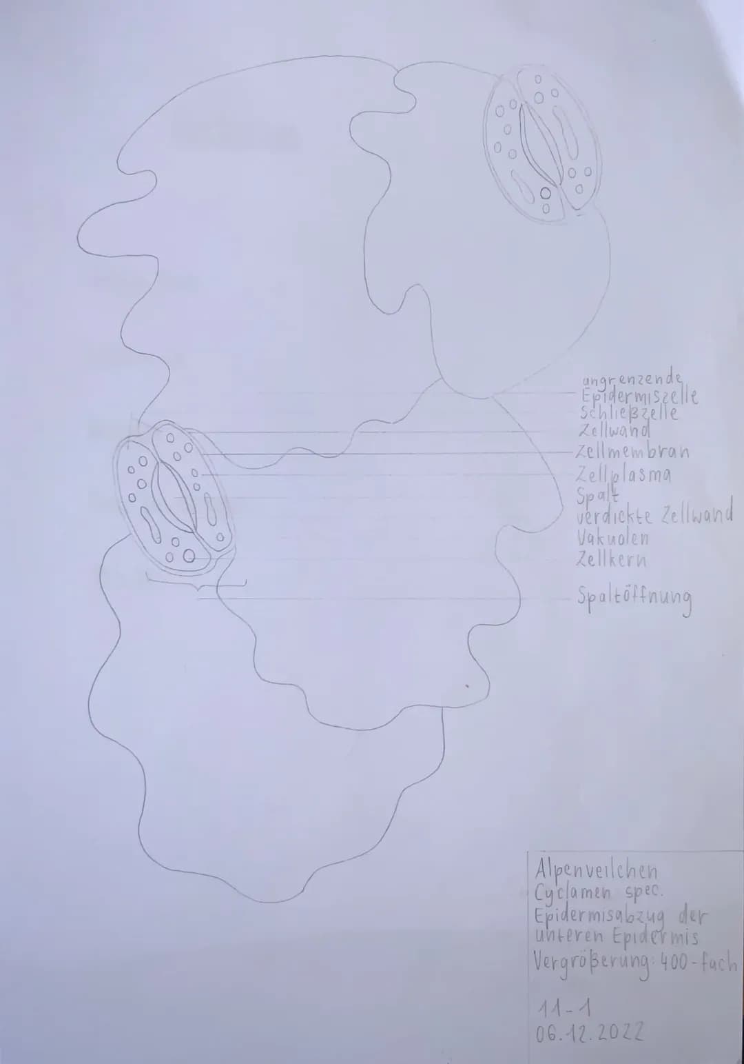 r
Protokoll Plasmolyse
U
Thema plasmolyse an einer selle der küchen widel
Aufgabenstellung: Stellen Sie ein Praparas
der Cunseren Epidermis 