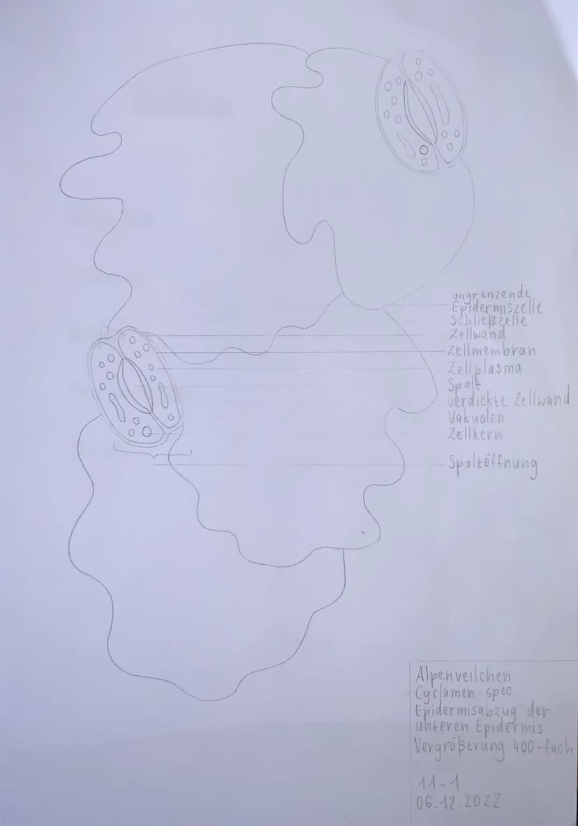 r
Protokoll Plasmolyse
U
Thema plasmolyse an einer selle der küchen widel
Aufgabenstellung: Stellen Sie ein Praparas
der Cunseren Epidermis 