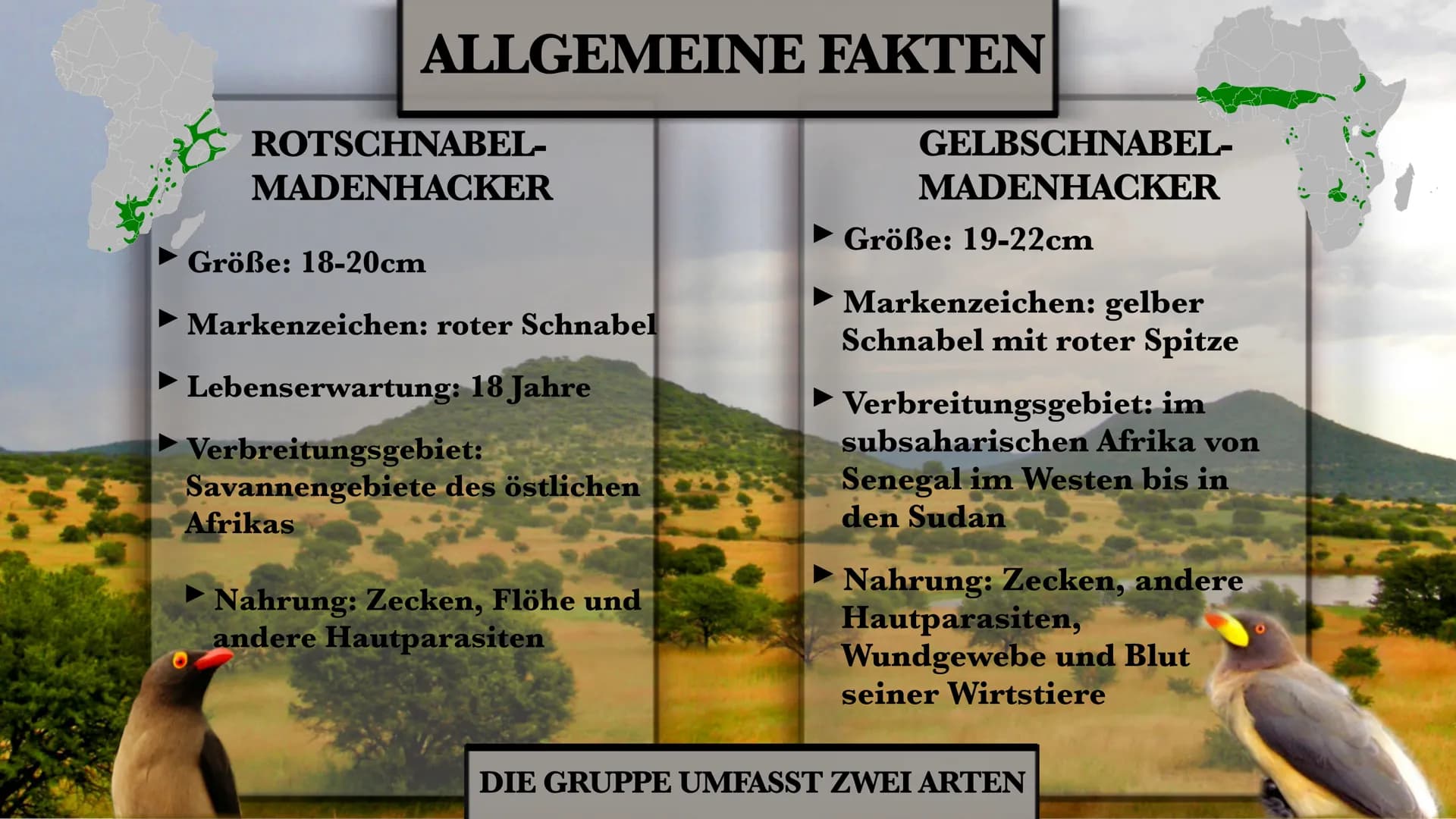 DER MADENHACKER
ELLISAVET STAMPOLIDOU, 11C GLIEDERUNG
1. ALLGEMEINE FAKTEN
2. LEBENSWEISE
3. WIE FUNKTIONIERT
HIER DIE SYMBIOSE?
3.1. WEITER