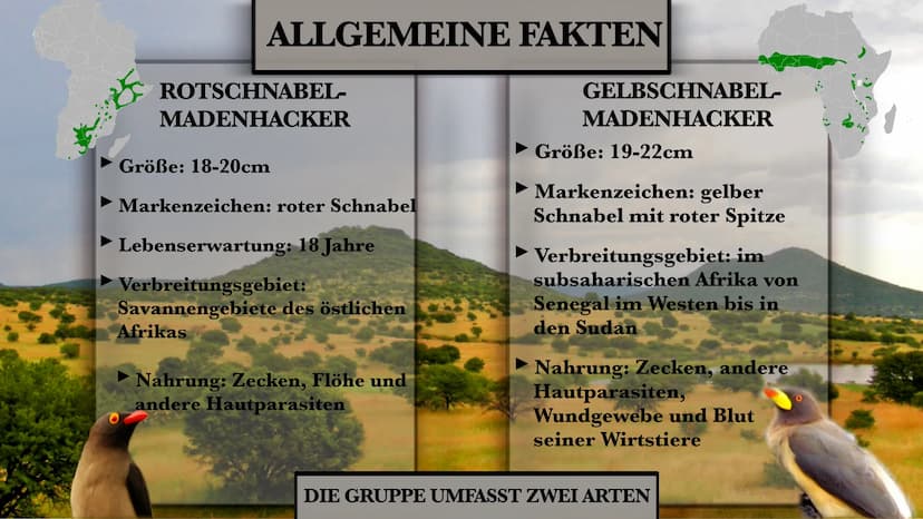 DER MADENHACKER
ELLISAVET STAMPOLIDOU, 11C GLIEDERUNG
1. ALLGEMEINE FAKTEN
2. LEBENSWEISE
3. WIE FUNKTIONIERT
HIER DIE SYMBIOSE?
3.1. WEITER