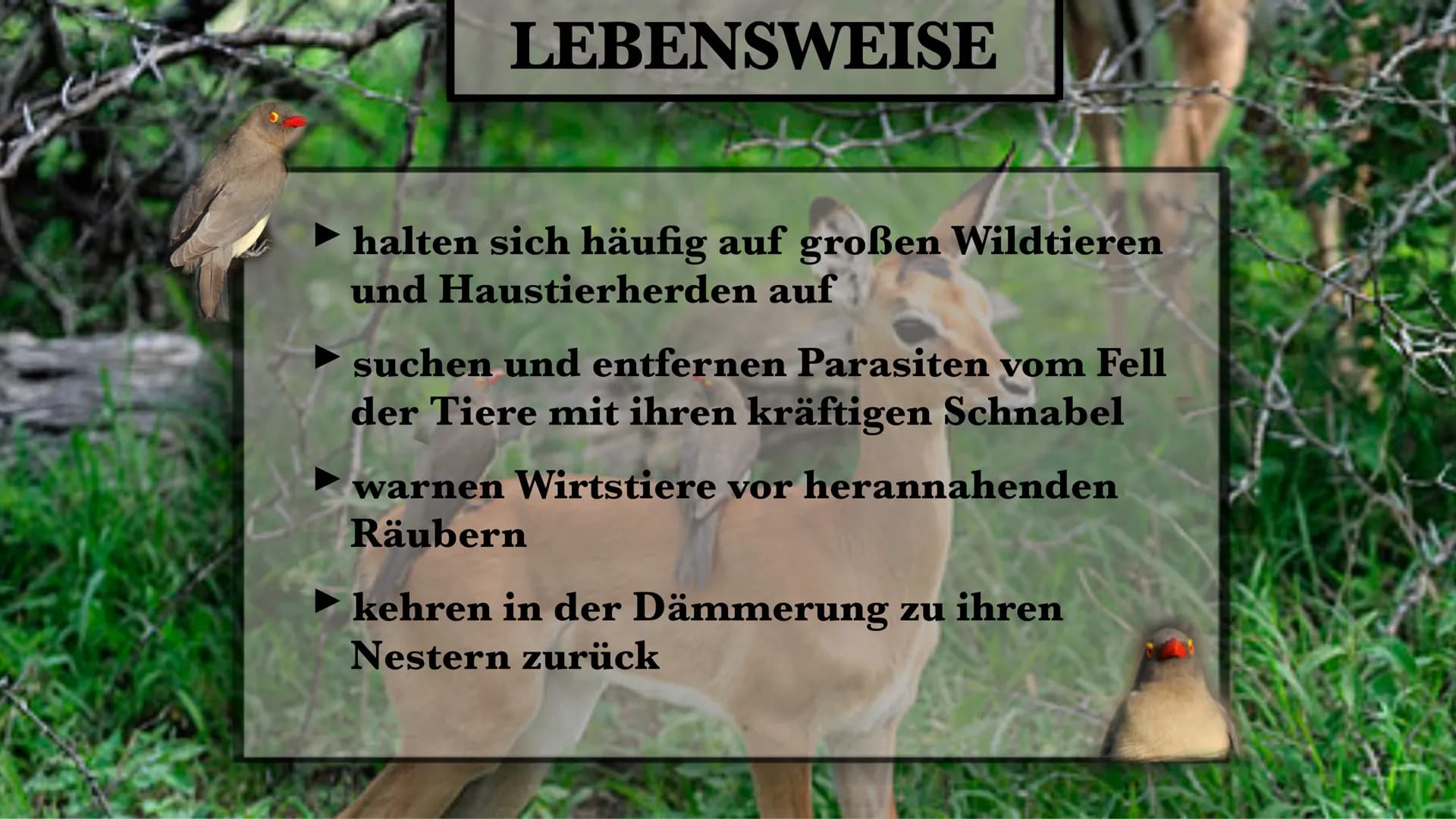 DER MADENHACKER
ELLISAVET STAMPOLIDOU, 11C GLIEDERUNG
1. ALLGEMEINE FAKTEN
2. LEBENSWEISE
3. WIE FUNKTIONIERT
HIER DIE SYMBIOSE?
3.1. WEITER