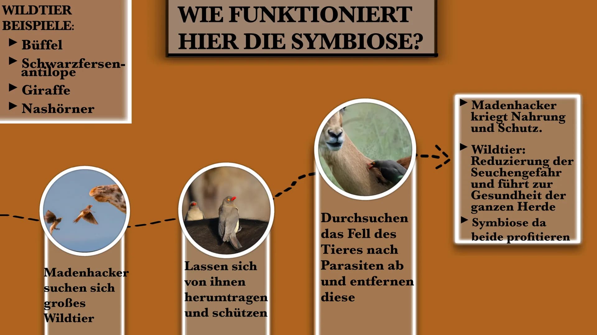 DER MADENHACKER
ELLISAVET STAMPOLIDOU, 11C GLIEDERUNG
1. ALLGEMEINE FAKTEN
2. LEBENSWEISE
3. WIE FUNKTIONIERT
HIER DIE SYMBIOSE?
3.1. WEITER