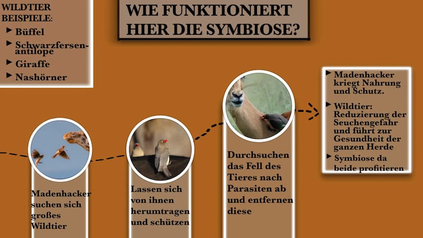 DER MADENHACKER
ELLISAVET STAMPOLIDOU, 11C GLIEDERUNG
1. ALLGEMEINE FAKTEN
2. LEBENSWEISE
3. WIE FUNKTIONIERT
HIER DIE SYMBIOSE?
3.1. WEITER