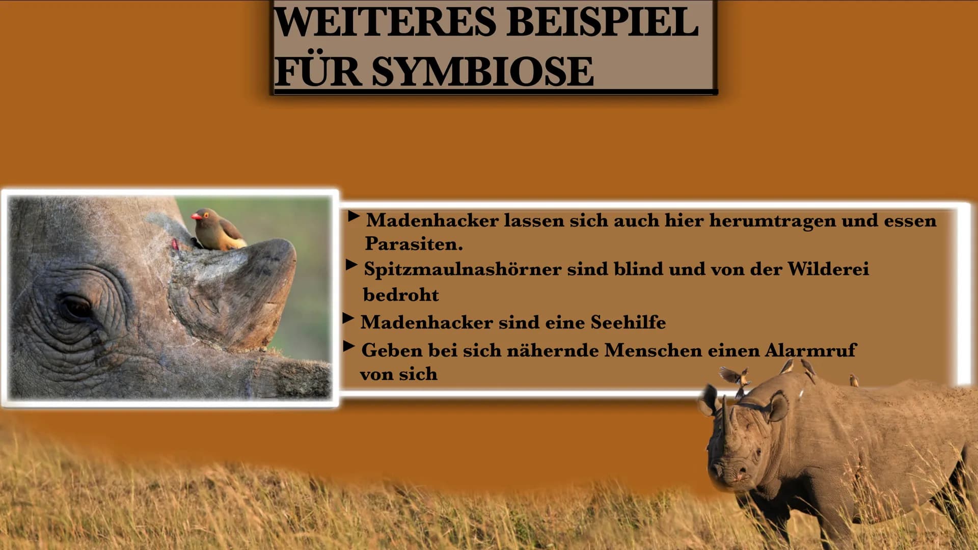 DER MADENHACKER
ELLISAVET STAMPOLIDOU, 11C GLIEDERUNG
1. ALLGEMEINE FAKTEN
2. LEBENSWEISE
3. WIE FUNKTIONIERT
HIER DIE SYMBIOSE?
3.1. WEITER